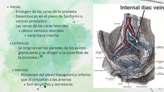 Venosus Prostaticus Prostata.pdf