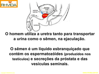 O homem utiliza a uretra tanto para transportar a urina como o sêmen, na ejaculação.  O sêmen é um líquido esbranquiçado que contém os espermatozóides  (produzidos nos testículos)  e secreções da próstata e das vesículas seminais. 