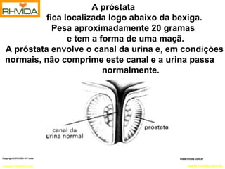 A próstata  fica localizada logo abaixo da bexiga. Pesa aproximadamente 20 gramas  e tem a forma de uma maçã. A próstata envolve o canal da urina e, em condições normais, não comprime este canal e a urina passa    normalmente. Copyright  © RHVIDA S/C Ltda. www.rhvida.com.br   