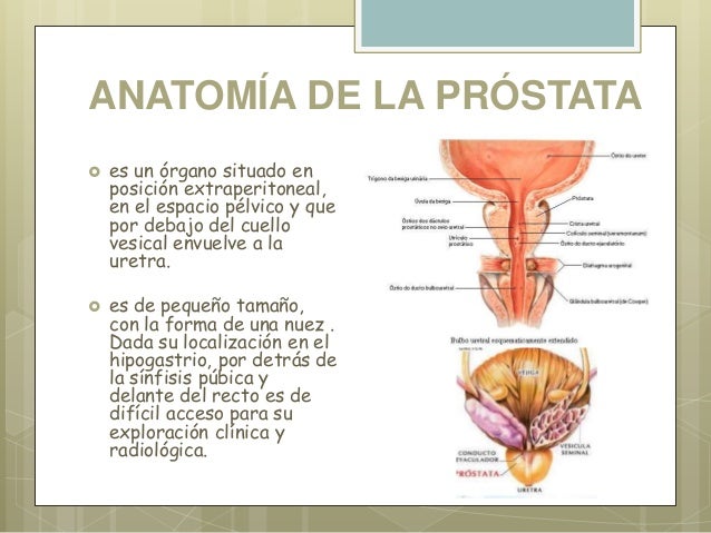 Tamano De La Prostata Related Keywords - Tamano De La Tamano De La Prostata Related Keywords - Tamano De La