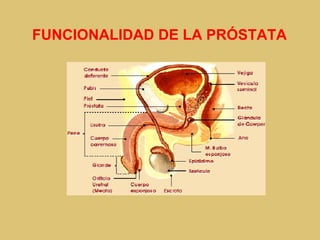 cancer de prostata | PPT