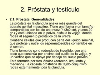 2. Próstata y testículo
• 2.1. Próstata. Generalidades.
La próstata es la glándula anexa más grande del
aparato genital masculino. Tiene una forma y un tamaño
comparables con los de una nuez (4x3x2 cm. y unos 20
gr.) y está ubicada en la pelvis, distal a la vejiga, donde
rodea al segmento prostático de la uretra.
Contiene células que producen parte del líquido seminal,
que protege y nutre los espermatozoides contenidos en
el semen.
Tiene forma de cono redondeado invertido, con una
base que continúa por encima del cuello de la vejiga, y
un vértice que se apoya por debajo del suelo pélvico.
Está formada por tres lóbulos (derecho, izquierdo y
mediano). La cápsula prostática de tejido conjuntivo
rodea externamente toda la glándula.
 