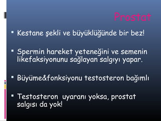 Prostat
 Kestane şekli ve büyüklüğünde bir bez!
 Spermin hareket yeteneğini ve semenin

likefaksiyonunu sağlayan salgıyı yapar.

 Büyüme&fonksiyonu testosteron bağımlı
 Testosteron uyaranı yoksa, prostat

salgısı da yok!

 