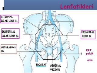 Lenfatikleri

ERT
pelvik
alan

 