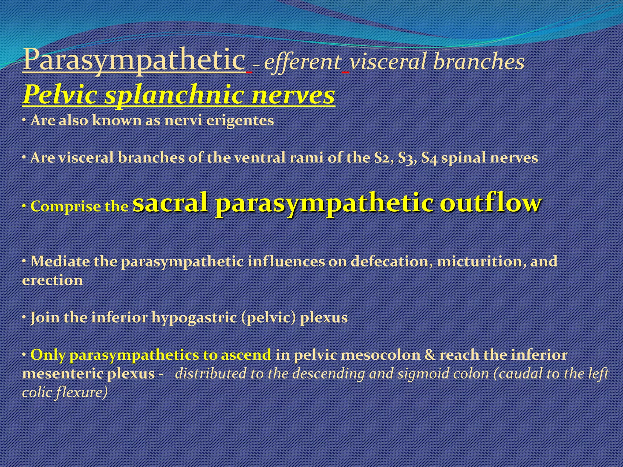 Surgical Anatomy of Prostate | PPTX