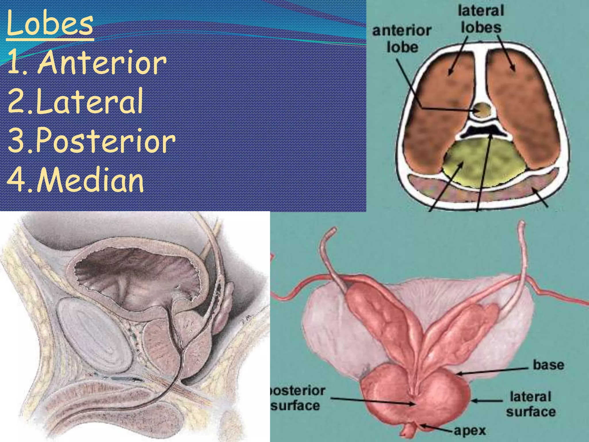 Knight Prostrate Surgical Anatomy of Prostate | PPTX