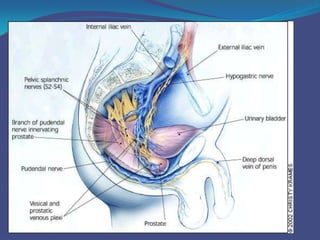 Prostatitis Location Surgical Anatomy of Prostate | PPTX