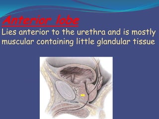 Anterior lobe

Lies anterior to the urethra and is mostly
muscular containing little glandular tissue

 