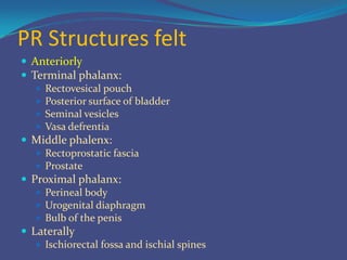 Surgical Anatomy of Prostate | PPTX