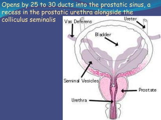Surgical Anatomy of Prostate | PPT