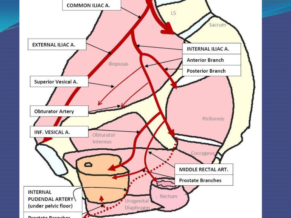 Surgical Anatomy of Prostate