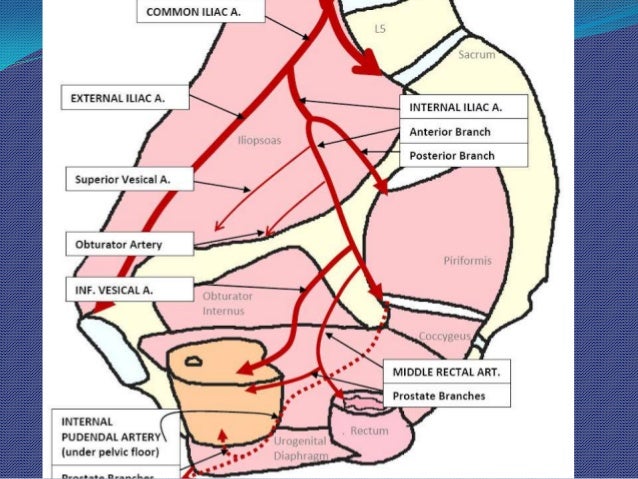 Surgical Anatomy Of Prostate