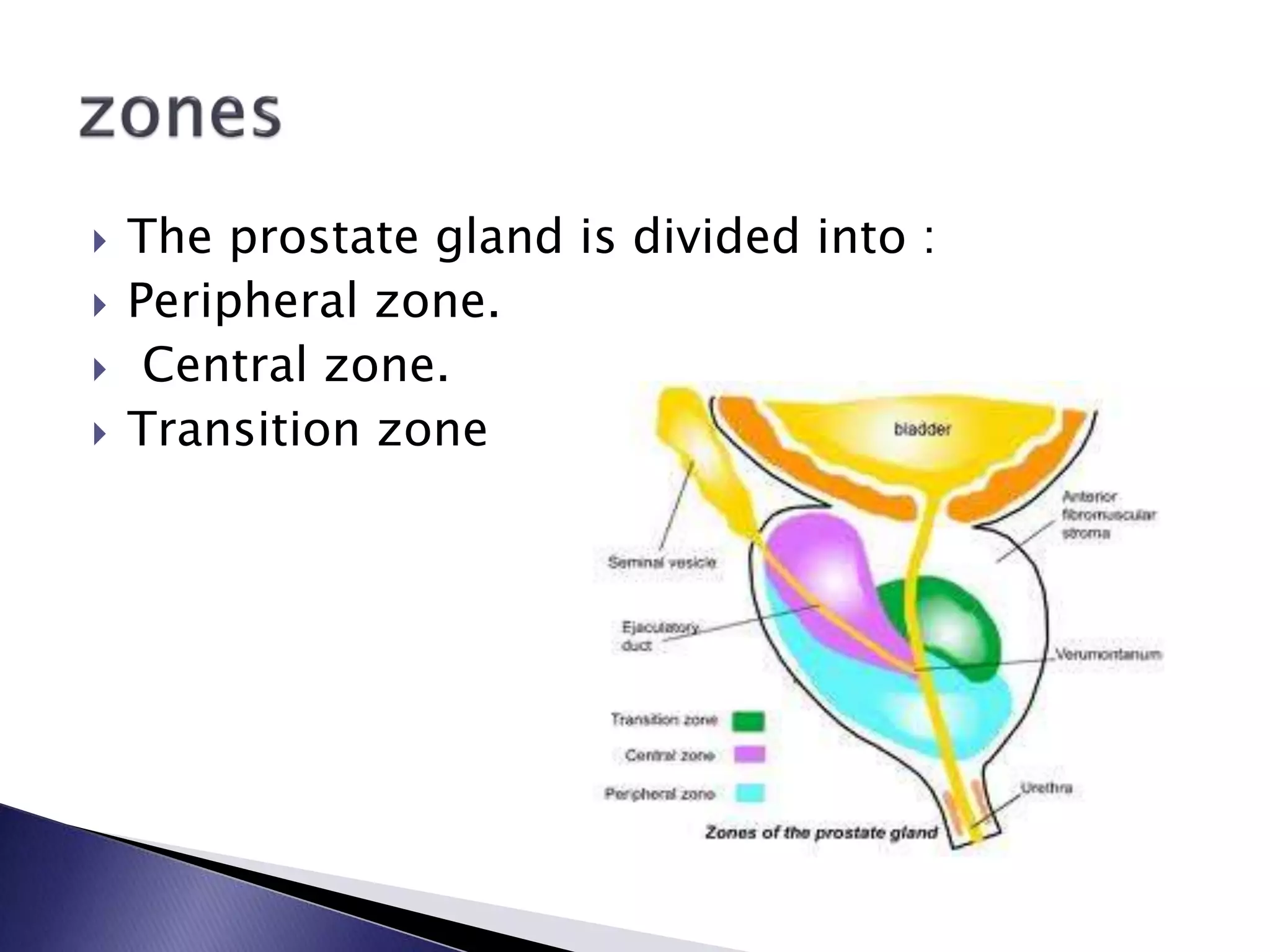 The prostate gland is divided into :
 Peripheral zone.
 Central zone.
 Transition zone
 