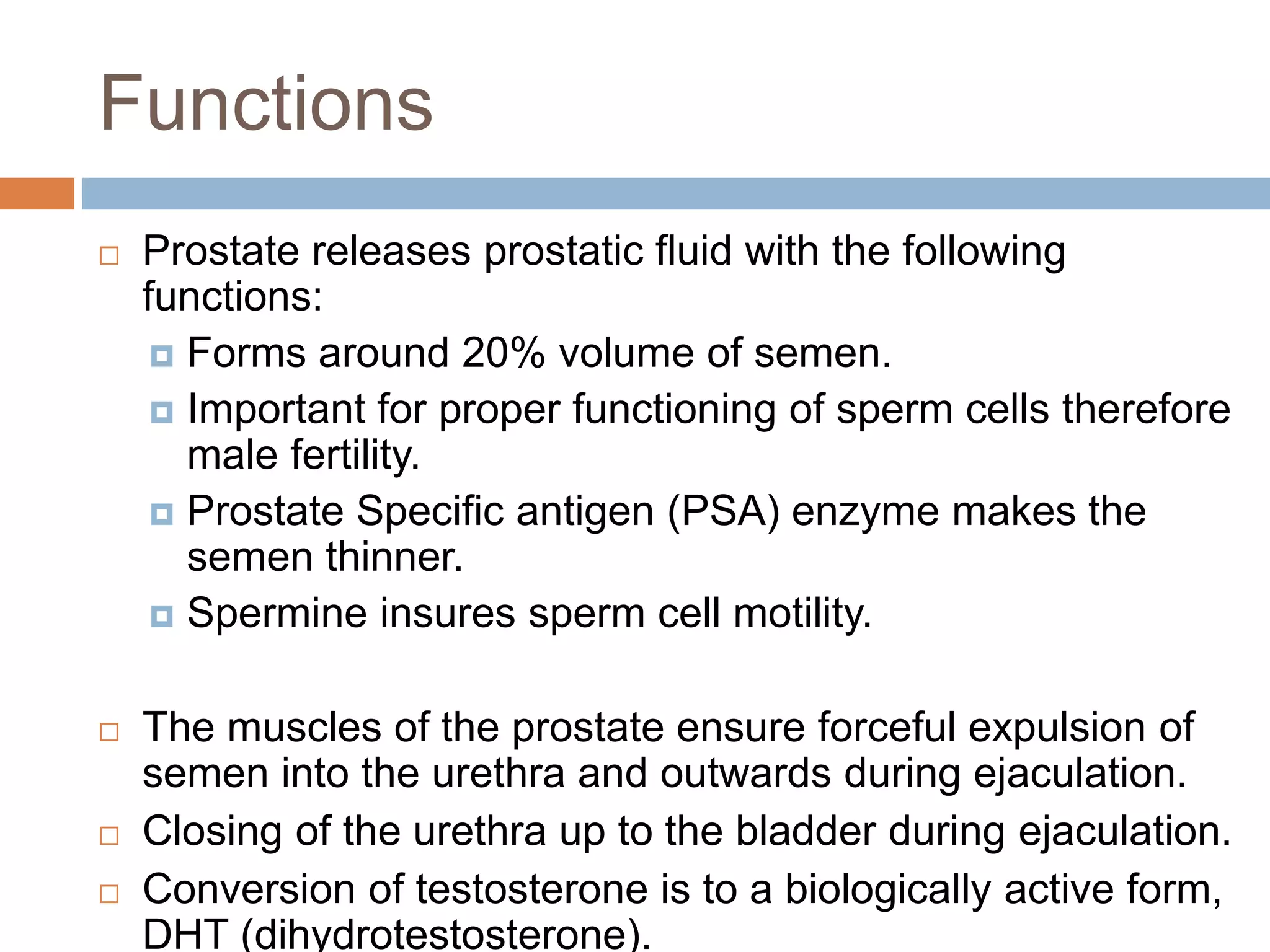 Functions
 Prostate releases prostatic fluid with the following
functions:
 Forms around 20% volume of semen.
 Important for proper functioning of sperm cells therefore
male fertility.
 Prostate Specific antigen (PSA) enzyme makes the
semen thinner.
 Spermine insures sperm cell motility.
 The muscles of the prostate ensure forceful expulsion of
semen into the urethra and outwards during ejaculation.
 Closing of the urethra up to the bladder during ejaculation.
 Conversion of testosterone is to a biologically active form,
DHT (dihydrotestosterone).
 