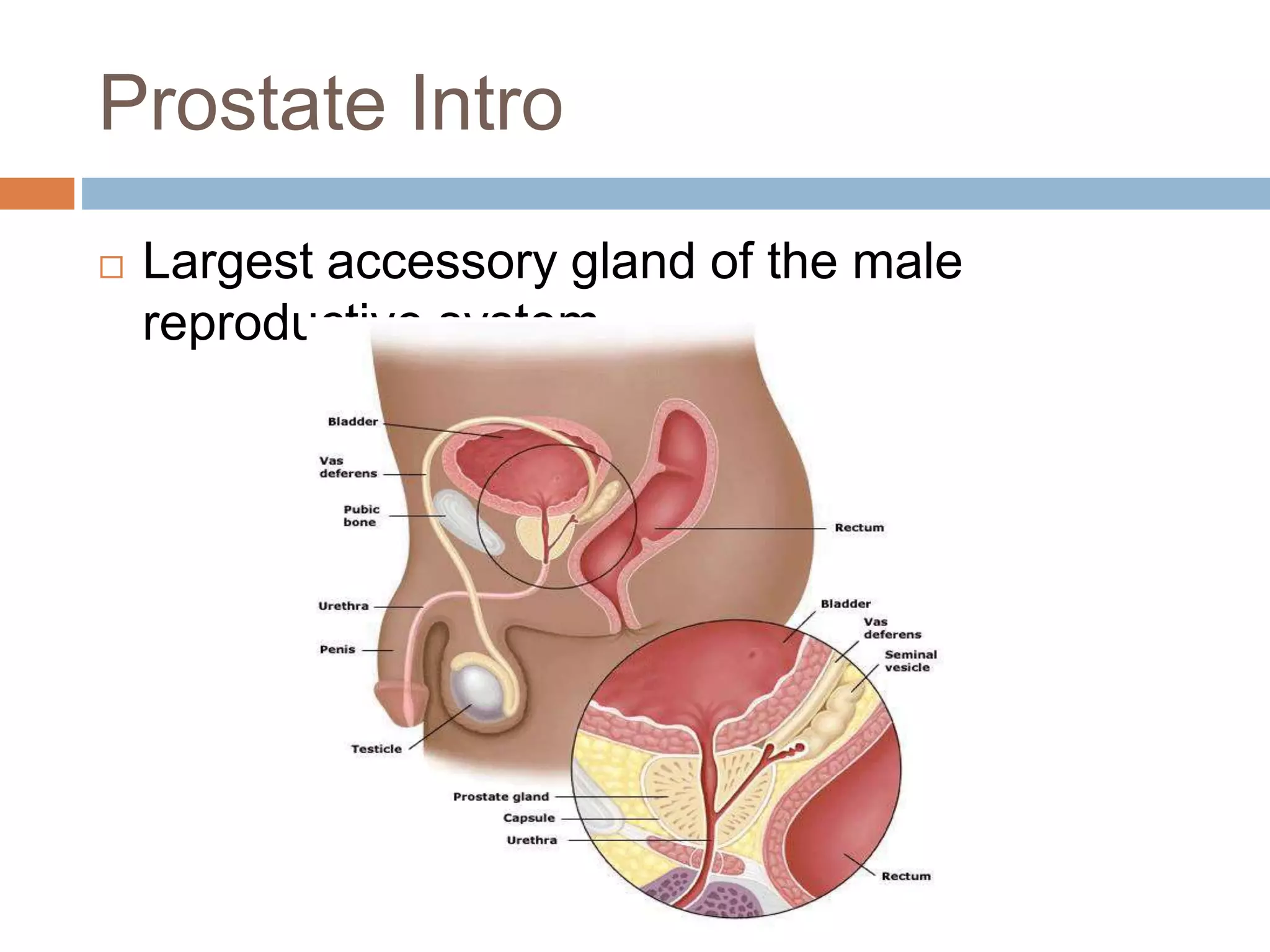 Prostate Intro
 Largest accessory gland of the male
reproductive system.
 
