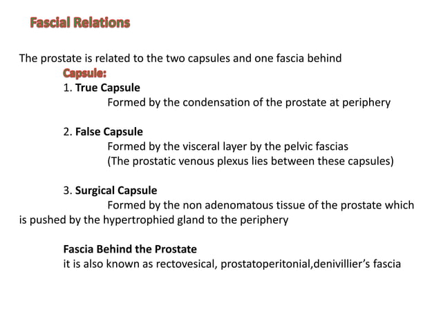 Prostate Anatomy,physiology & Pathology | PPTX | Reproductive Health ...