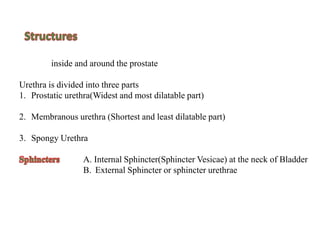 inside and around the prostate
Urethra is divided into three parts
1. Prostatic urethra(Widest and most dilatable part)
2. Membranous urethra (Shortest and least dilatable part)
3. Spongy Urethra
A. Internal Sphincter(Sphincter Vesicae) at the neck of Bladder
B. External Sphincter or sphincter urethrae
 