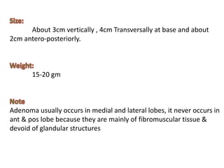 About 3cm vertically , 4cm Transversally at base and about
2cm antero-posteriorly.
15-20 gm
Adenoma usually occurs in medial and lateral lobes, it never occurs in
ant & pos lobe because they are mainly of fibromuscular tissue &
devoid of glandular structures
 