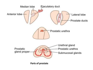 Parts of prostate
 