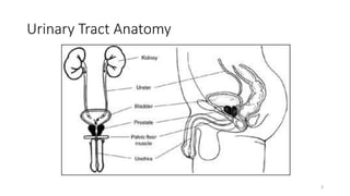 Urinary Tract Anatomy
3
 