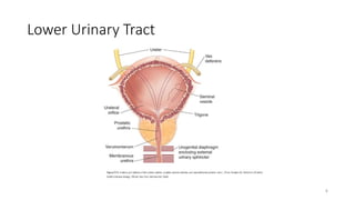 Lower Urinary Tract
4
 