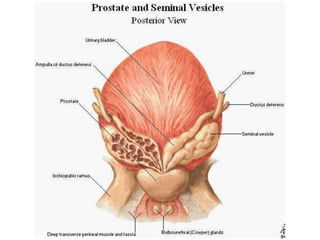 Prostate.pptx