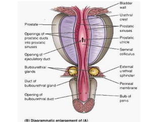 Prostate.pptx