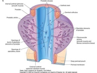 Prostate.pptx