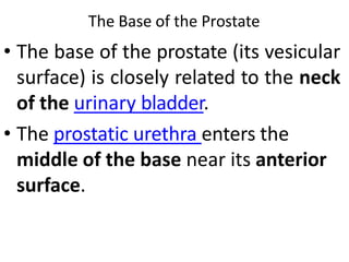 Prostate.pptx