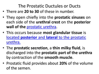 Prostate.pptx