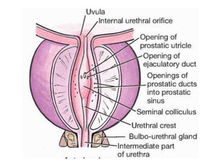 Prostate.pptx