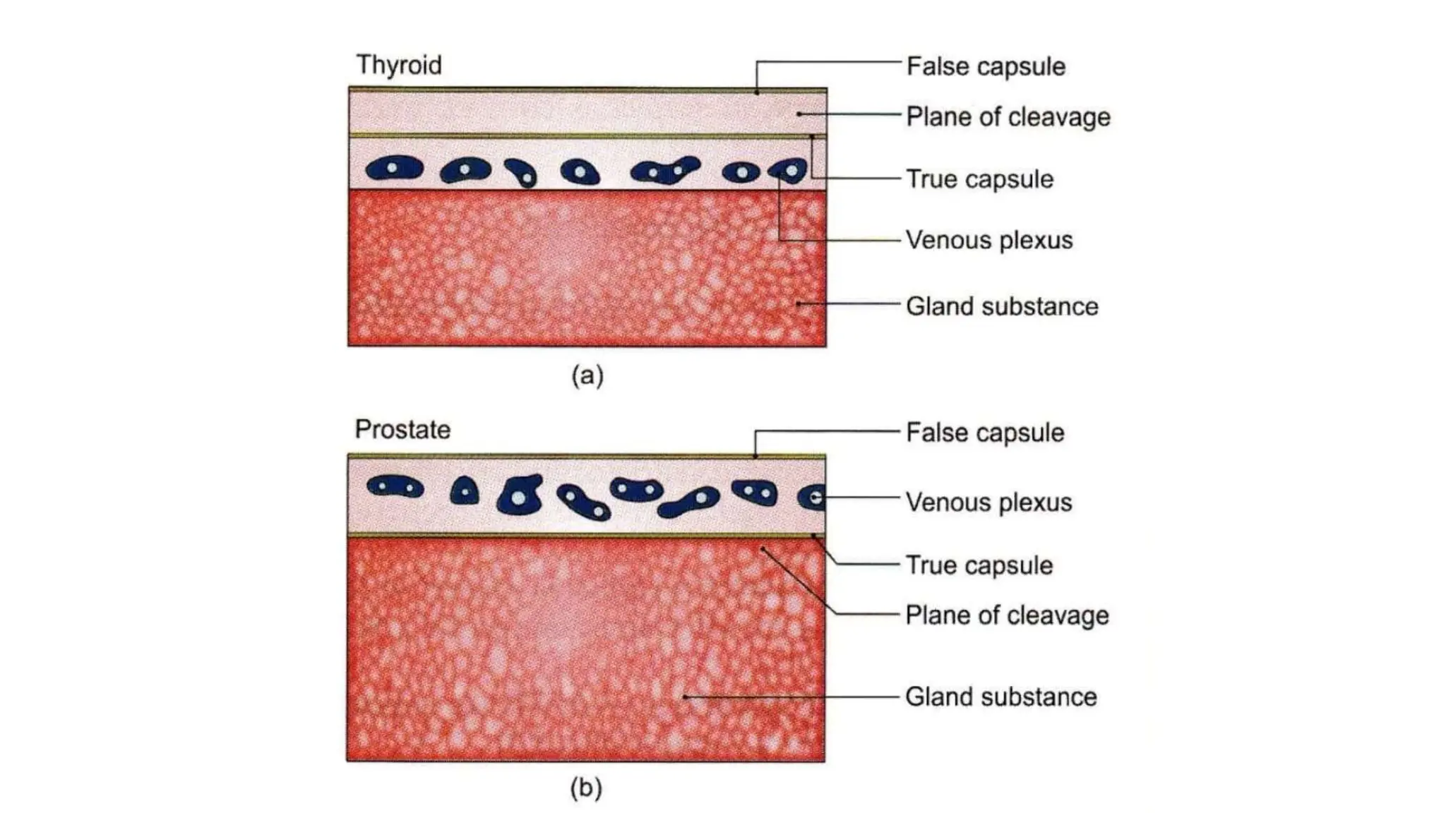 Prostate visual data 8