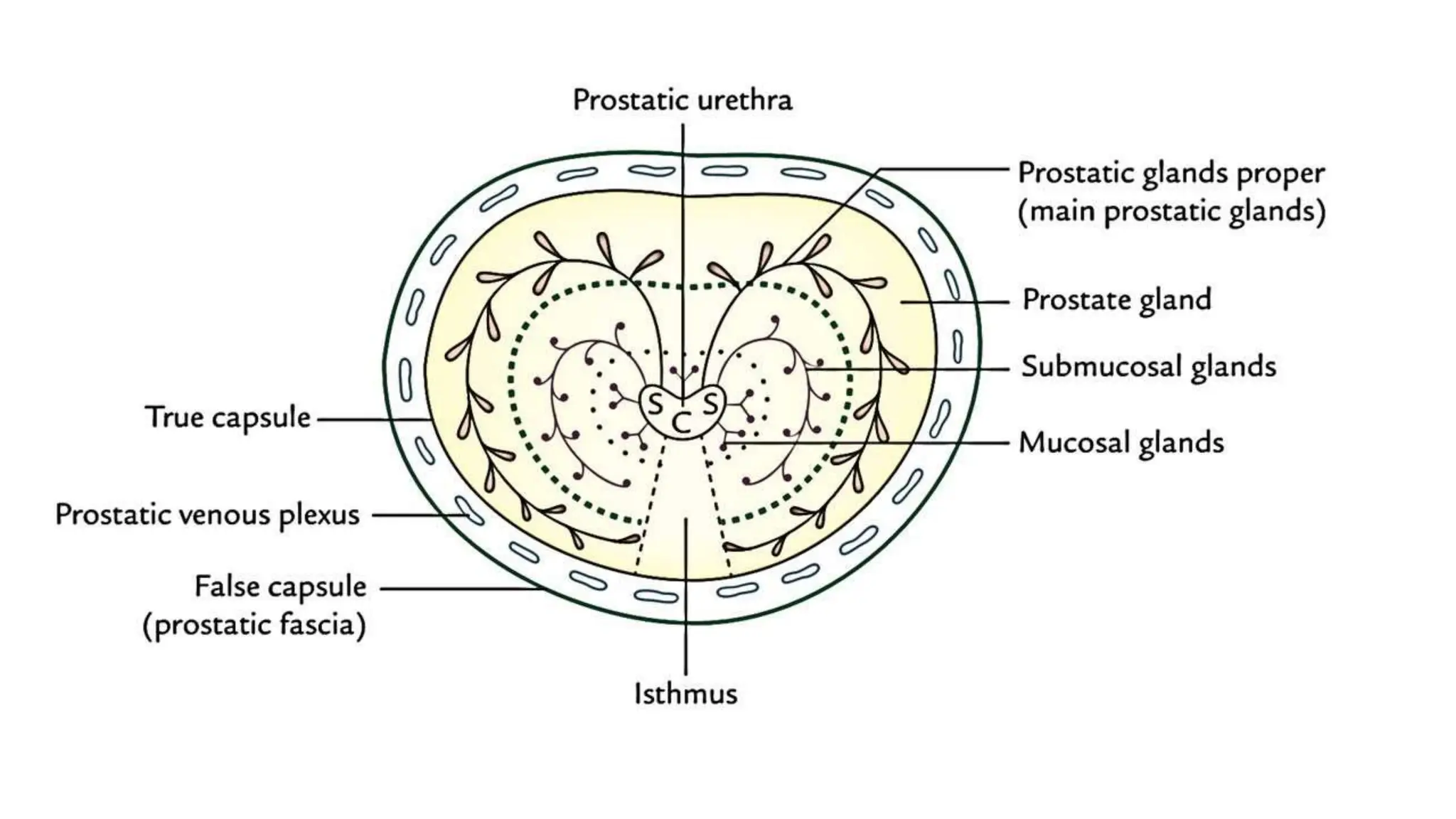Prostate visual data 3