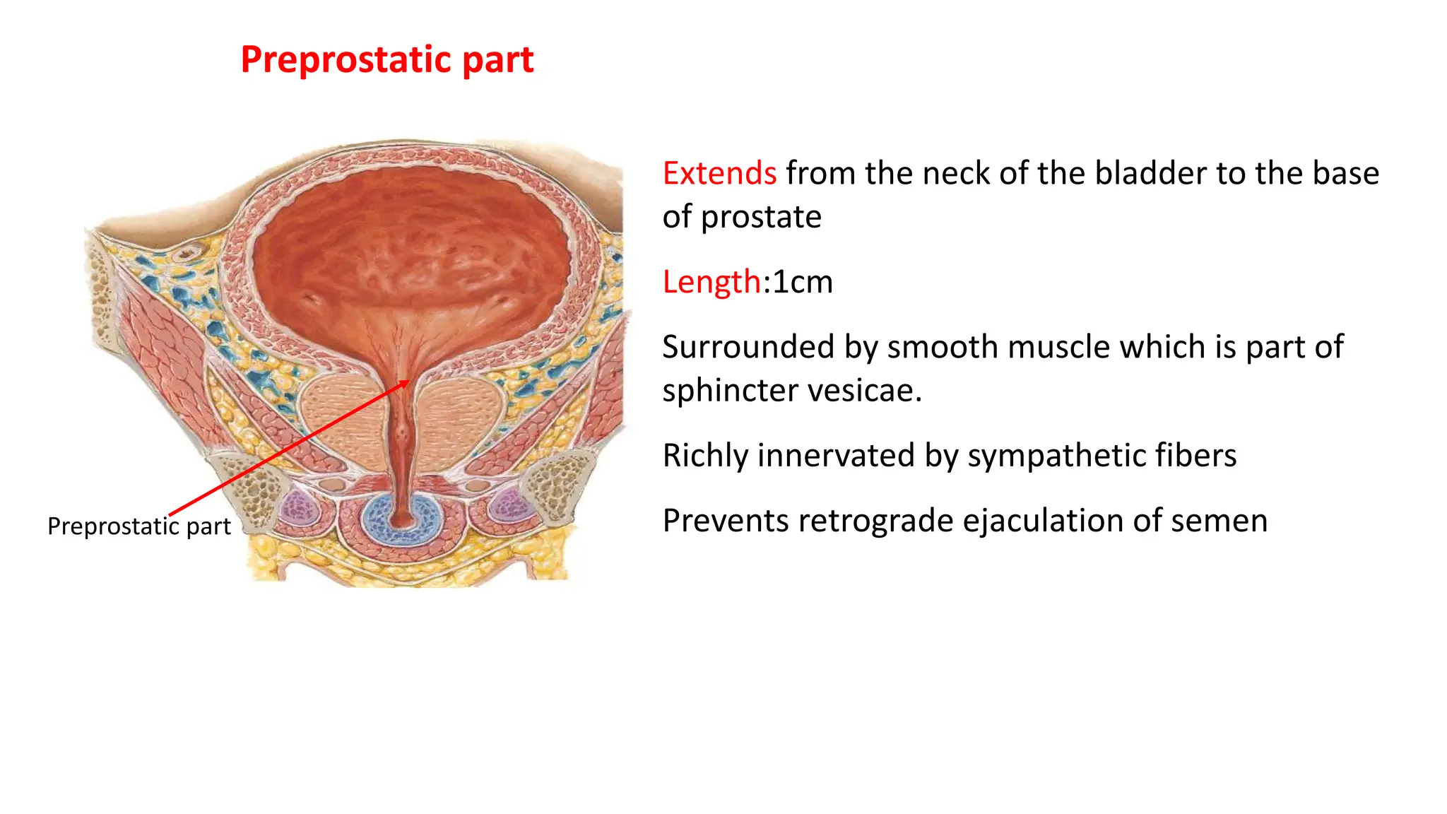 prostateAnatomyand lobeswith agechanges.pptx