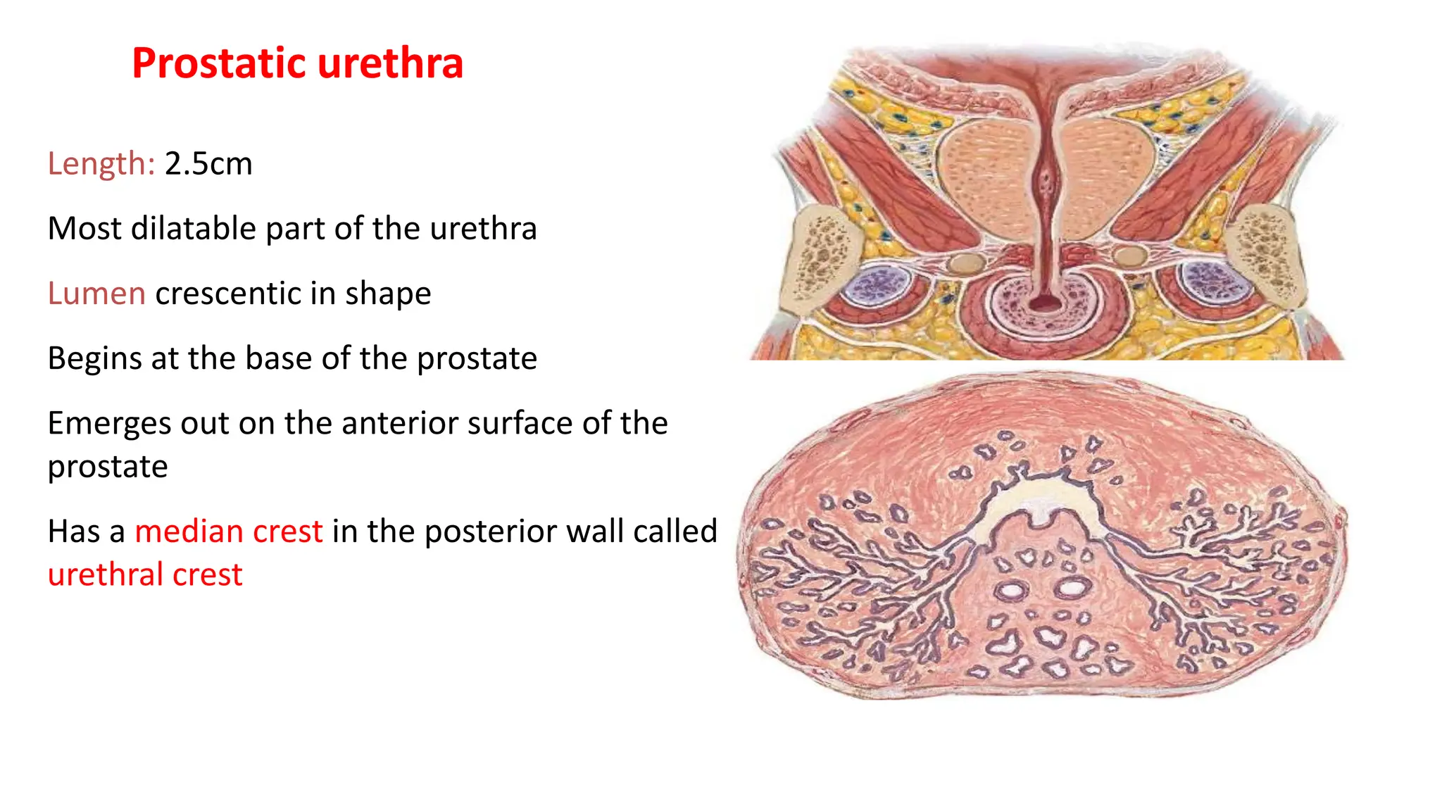 Prostate visual data 5