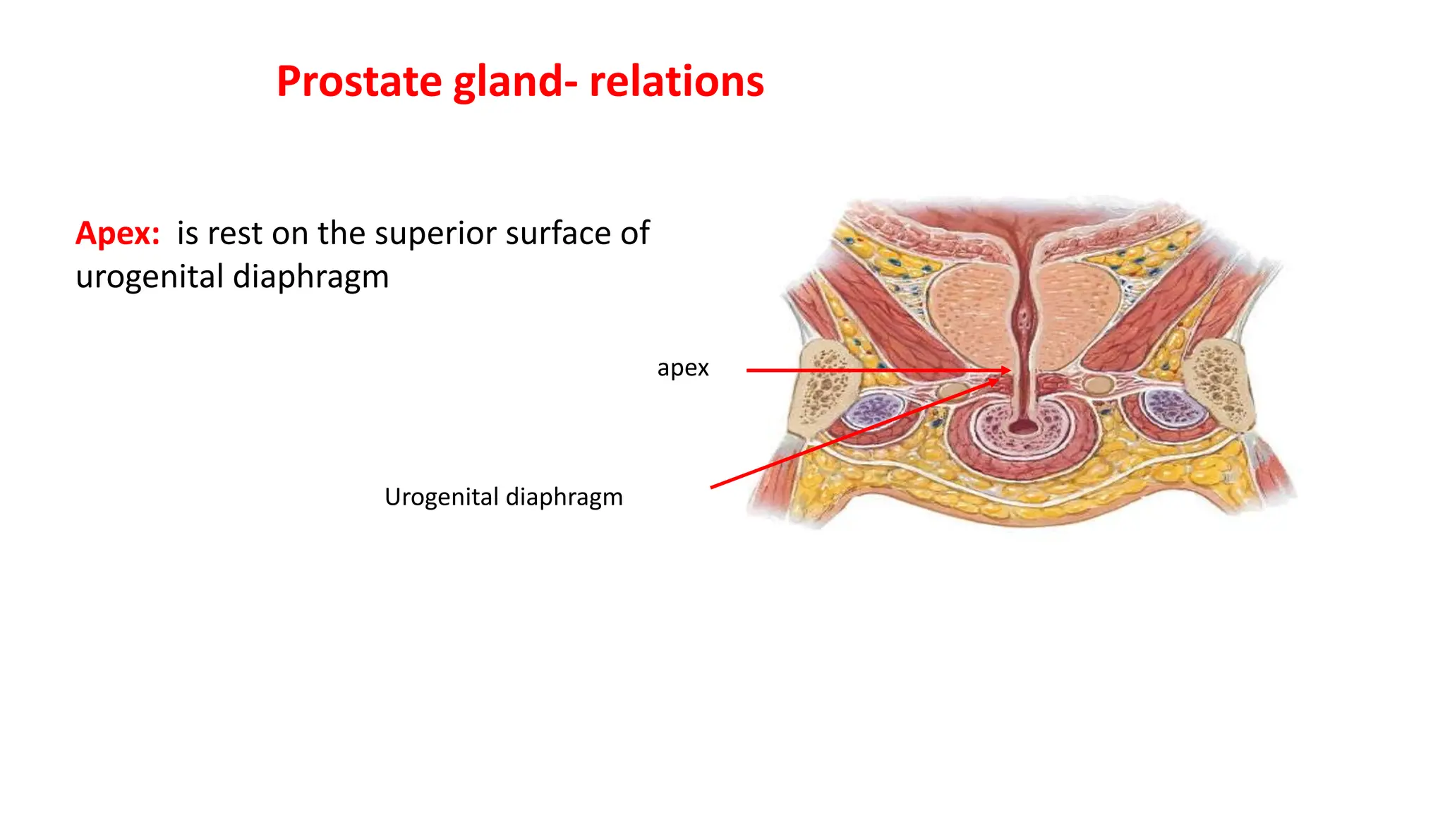PROSTATE ANATOMY LOBES visual data 6