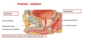 Prostate - relations
Posterior:
Rectal ampulla
Rectovesical fascia
Pubic symphysis
Retropubic space
Prosatatic venous plexus
Anterior
Urethra pierces the anterior surface slightly above the apex
 
