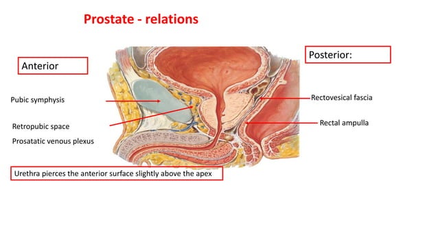 prostateAnatomyand lobeswith agechanges.pptx | Reproductive Health ...