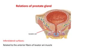 Inferolateral surfaces:
Related to the anterior fibers of levator ani muscle
Relations of prostate gland
Levator ani
 