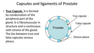 Capsules and ligaments of Prostate
• True Capsule It is formed
by condensation of the
peripheral part of the
gland. It is fibromuscular in
structure and is continuous
with stroma of the gland.
The lies between true and
false capsules venous
plexus.
 