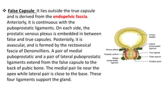  False Capsule It lies outside the true capsule
and is derived from the endopelvic fascia.
Anteriorly, it is continuous with the
puboprostatic ligaments. On each side, the
prostatic venous plexus is embedded in between
false and true capsules. Posterioily, it is
avascular, and is formed by the rectovesical
fascia of Denonvilliers. A pair of medial
puboprostatic and a pair of lateral puboprostatic
ligaments extend from the false capsule to the
back of pubic bone. The medial pair lie near the
apex while lateral pair is close to the base. These
four Iigaments support the gland.
 