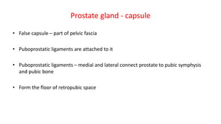 Prostate gland - capsule
• False capsule – part of pelvic fascia
• Puboprostatic ligaments are attached to it
• Puboprostatic ligaments – medial and lateral connect prostate to pubic symphysis
and pubic bone
• Form the floor of retropubic space
 