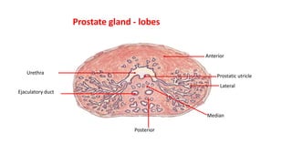 Prostate gland - lobes
Anterior
Lateral
Posterior
Urethra
Ejaculatory duct
Median
Prostatic utricle
 