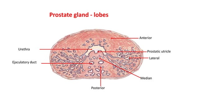 prostateAnatomyand lobeswith agechanges.pptx | Reproductive Health ...