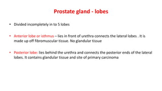Prostate gland - lobes
• Divided incompletely in to 5 lobes
• Anterior lobe or isthmus – lies in front of urethra connects the lateral lobes . It is
made up off fibromuscular tissue. No glandular tissue
• Posterior lobe: lies behind the urethra and connects the posterior ends of the lateral
lobes. It contains glandular tissue and site of primary carcinoma
 