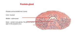 Prostate can be divided into 3 zones
Inner- mucosal
Middle – submucosal
Outer – contain main glands. The ducts of which
open in the prostatic sinus
Prostate gland
 