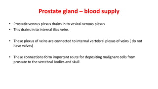 Prostate gland – blood supply
• Prostatic venous plexus drains in to vesical venous plexus
• This drains in to internal iliac veins
• These plexus of veins are connected to internal vertebral plexus of veins ( do not
have valves)
• These connections form important route for depositing malignant cells from
prostate to the vertebral bodies and skull
 