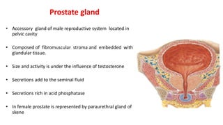 Prostate gland
• Accessory gland of male reproductive system located in
pelvic cavity
• Composed of fibromuscular stroma and embedded with
glandular tissue.
• Size and activity is under the influence of testosterone
• Secretions add to the seminal fluid
• Secretions rich in acid phosphatase
• In female prostate is represented by paraurethral gland of
skene
 