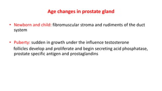 Age changes in prostate gland
• Newborn and child: fibromuscular stroma and rudiments of the duct
system
• Puberty: sudden in growth under the influence testosterone
follicles develop and proliferate and begin secreting acid phosphatase,
prostate specific antigen and prostaglandins
 