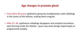 Age changes in prostate gland
• From 20 to 30 years: epithelium grows by multiplications with infoldings
in the lumen of the follicles, making them irregular.
• After 31 -45: epithelium infoldings disappears and amyloid concretions
start forming inside the follicles . years may show benign hypertrophy or
progressively atrophy.
 
